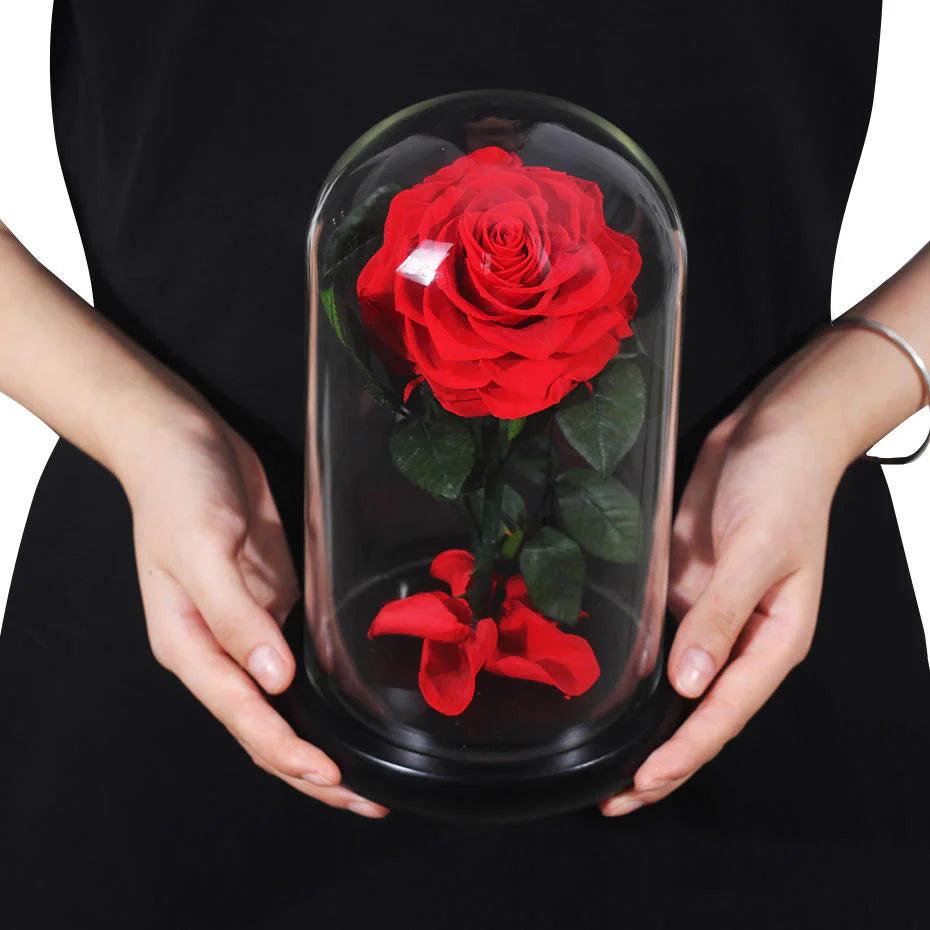 Beauty and the Beast Preserved Rose Dome