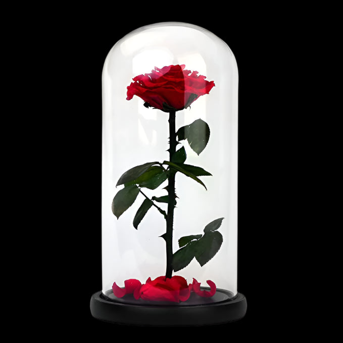 Red rose inside a glass dome on a white background