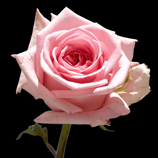 Fresh Pink Rose Bouquet