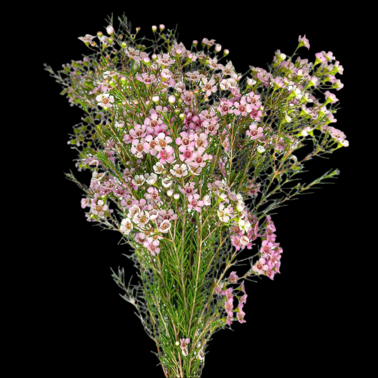 Fresh Waxflower Filler Flowers