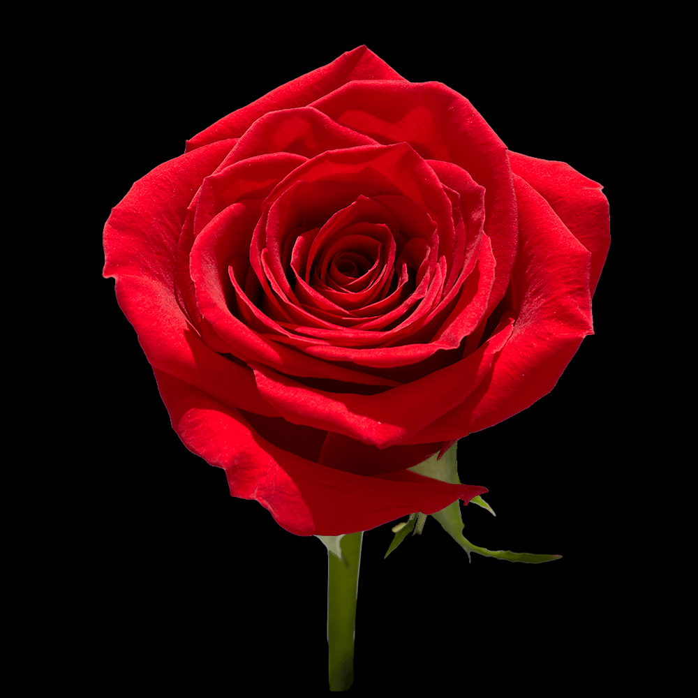 Fresh Red Rose Bouquet