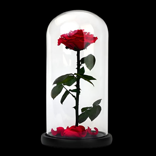 Red rose inside a glass dome on a white background