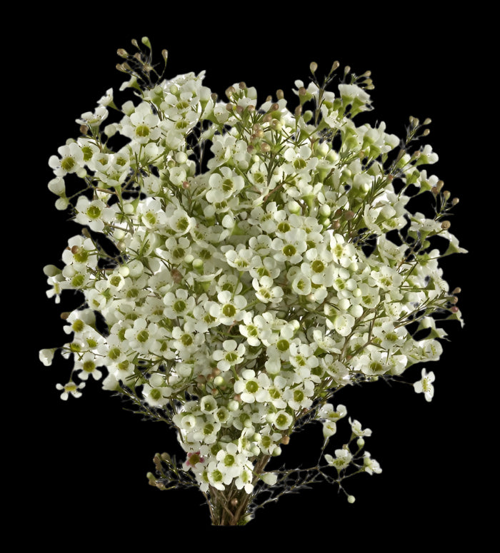 Fresh Waxflower Filler Flowers