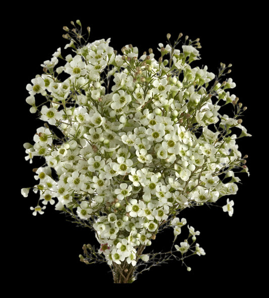 Fresh Waxflower Filler Flowers