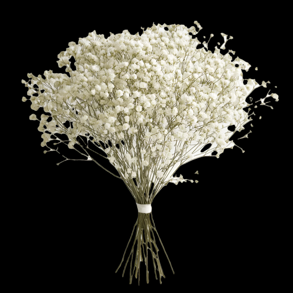 Fresh Baby's Breathe Filler Flowers