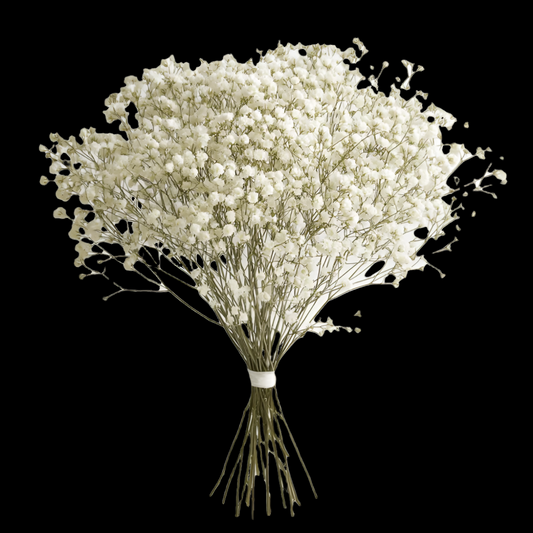 Fresh Baby's Breathe Filler Flowers