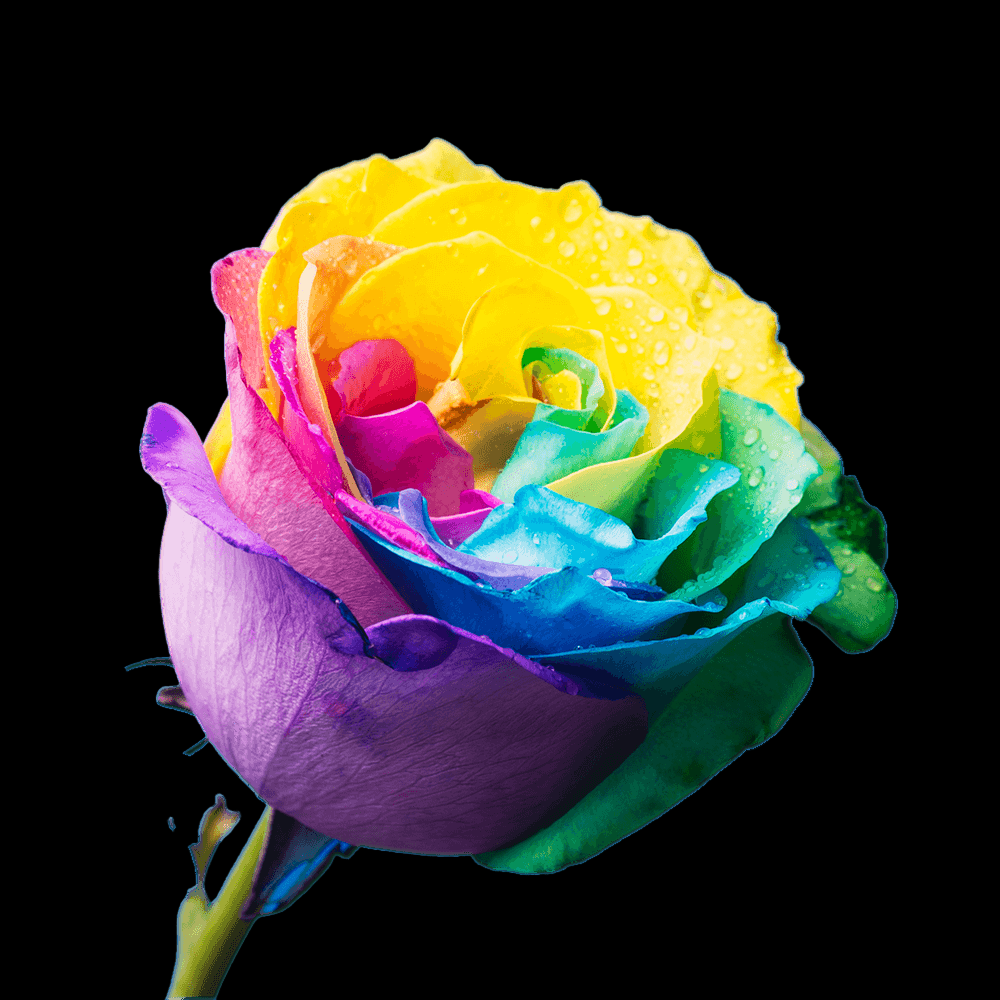 Fresh Rainbow Rose Bouquet