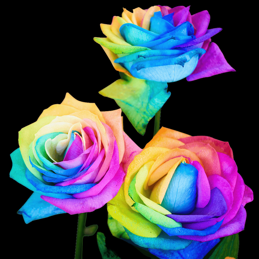 Fresh Rainbow Rose Bouquet
