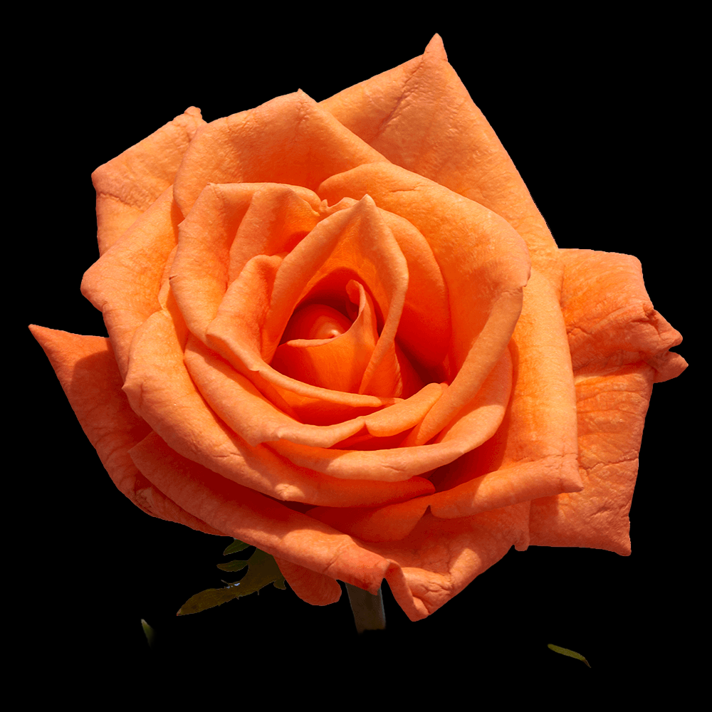Fresh Orange Rose Bouquet