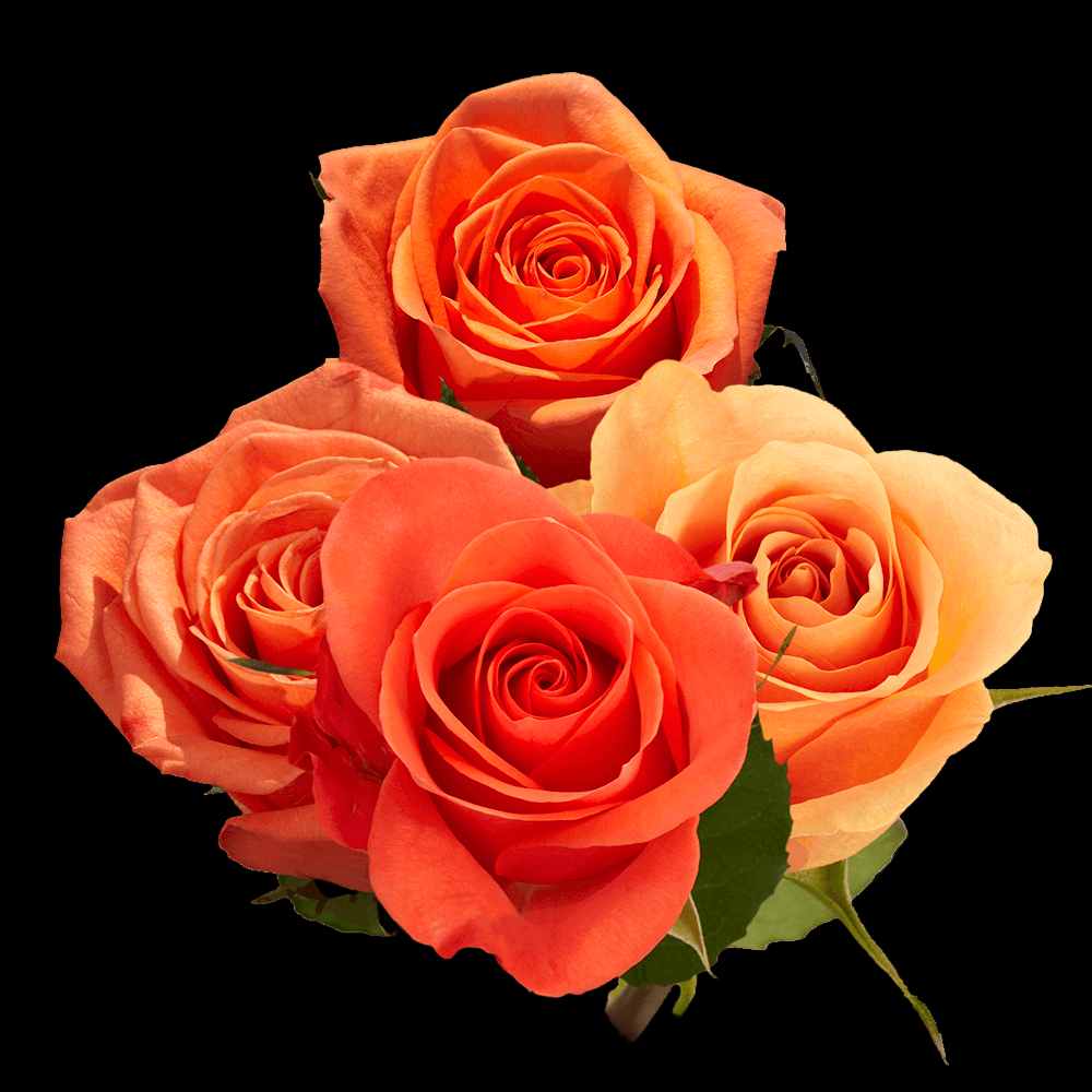 Fresh Orange Rose Bouquet