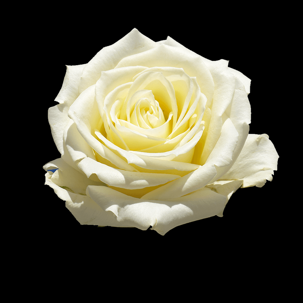 Fresh Ivory Rose Bouquet