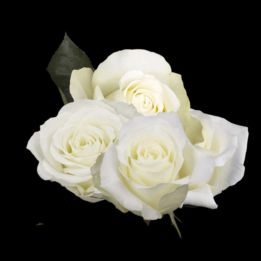 Fresh Ivory Rose Bouquet