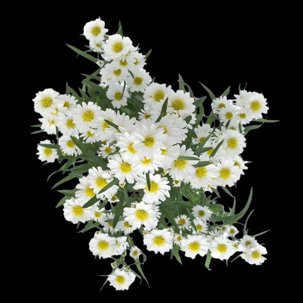 Fresh Aster Filler Flowers