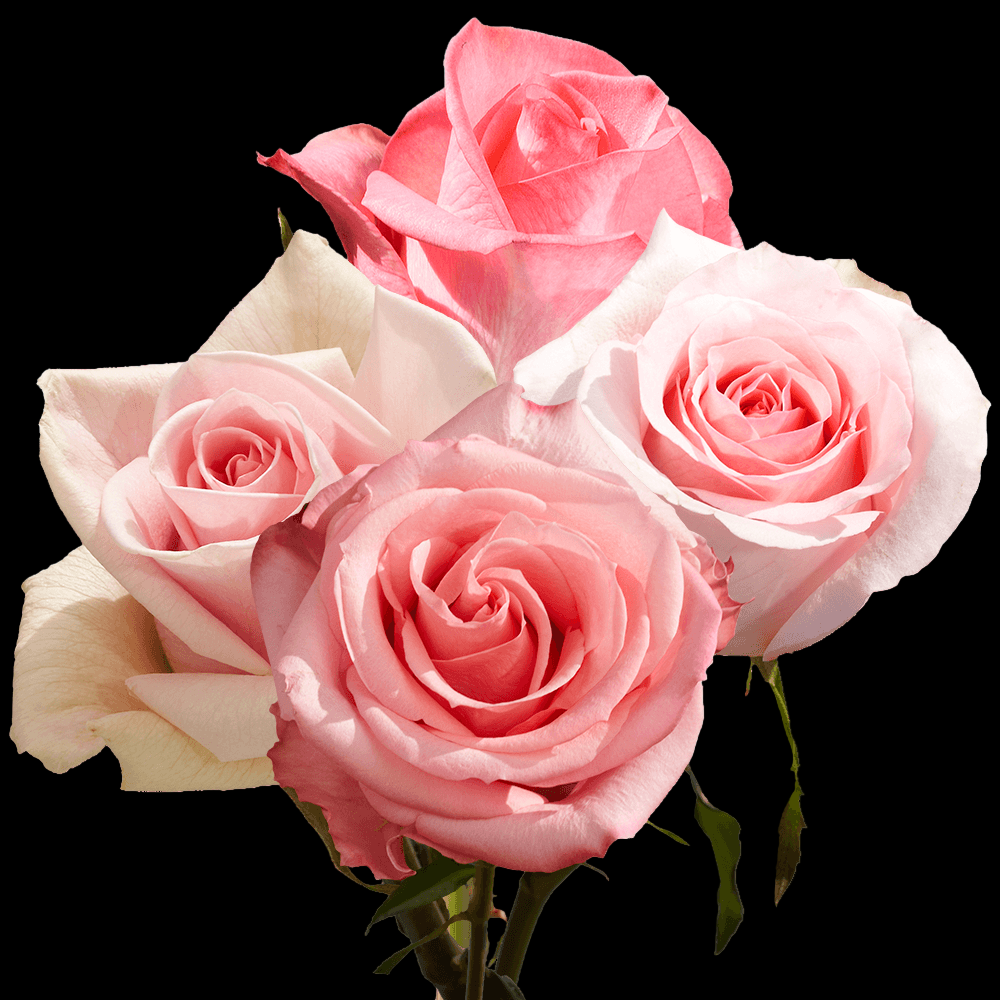 Fresh Pink Rose Bouquet