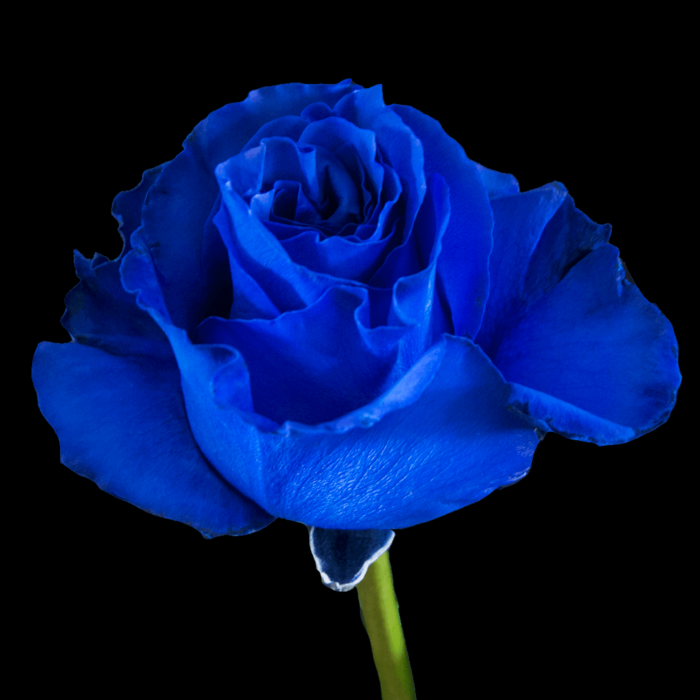 Fresh Royal Blue Rose Bouquet