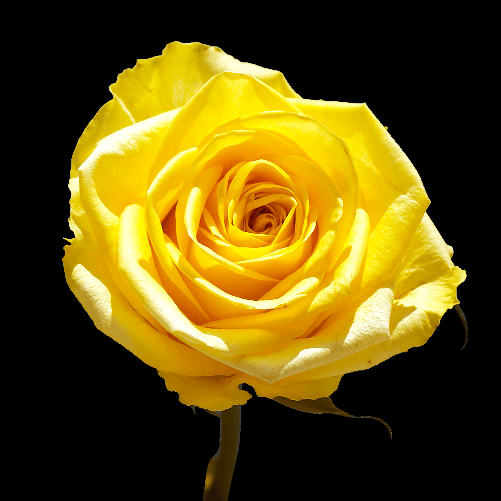 Fresh Yellow Rose Bouquet