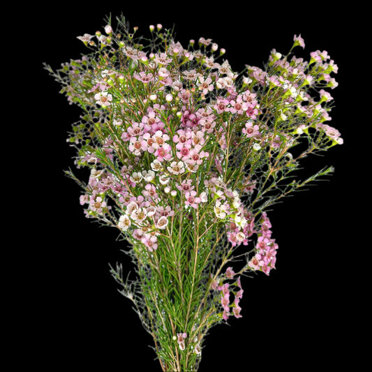 Fresh Waxflower Filler Flowers